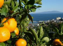 みかん農園の圃場